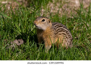 209 Striped gopher Images, Stock Photos & Vectors | Shutterstock