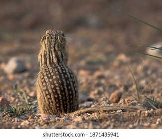 A thirteen-lined ground squirrel in Wyoming - Powered by Shutterstock