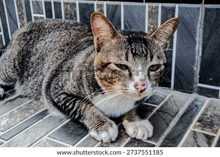 The thirteenth activity, local cats that are around my house