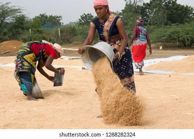 Thiruvallur District, Kattur Village, Near Minjur, Tamil Nadu In India On January 17, 2019: Women Farmers Drying Harvested Rice In Sunlight