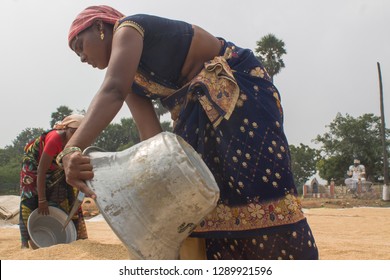 Thiruvallur District, Kattur Village, Near Minjur, Tamil Nadu In India On January 17, 2019: Women Farmers Drying Harvested Rice In Sunlight