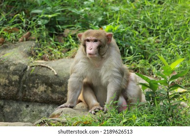 Thiruvananthapuram, India - September 25 2016 :  The Indian monkey, Rhesus macaque,  is sitting alone  and observes his surroundings.