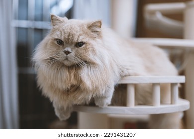 This adorable British Longhair cat looks curiously at the camera while sitting comfortably on a wooden cat tree. Its beautiful fur and big eyes make it an irresistible subject for any cat lover's