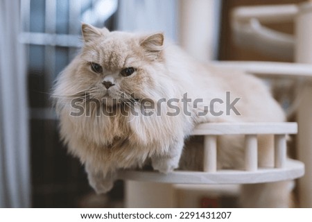 This adorable British Longhair cat looks curiously at the camera while sitting comfortably on a wooden cat tree. Its beautiful fur and big eyes make it an irresistible subject for any cat lover's