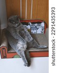 This adorable British Shorthair cat is captured in various cute sleeping positions on a scratching post sofa. Its beautiful fur and big eyes make it even more irresistible.