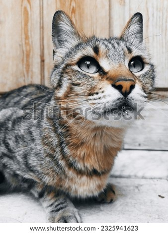 This adorable cat with a soft and fluffy coat. It has mesmerizing green eyes that sparkle with curiosity and playfulness. With a graceful posture and a sleek tail curled around its body. Stock photo © 
