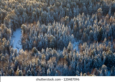 This is aerial view of the thick spruce forest with a small river in a cold winter day.