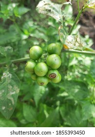 This is Agriculture Fruits from Java