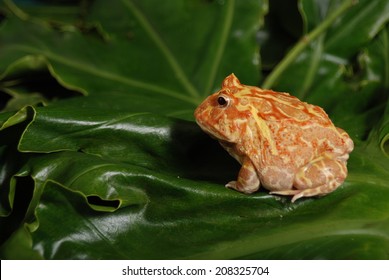 This albino horned frog, or Packman frog, was unfazed by the group of photographers in the workshop at a photography conference.  - Powered by Shutterstock