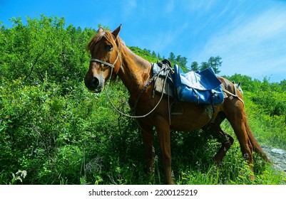 This Altai horse is waiting for the rider-scout in a ravine among the bushes. Such a nomadic horse with felt sweating was waiting for a nomad from the Mongol horde centuries ago - Shutterstock ID 2200125219