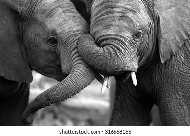 This amazing black and white photo of two elephants interacting was taken on safari in Africa. 