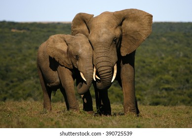 This amazing photo of two elephants interacting was taken on safari in Africa. 