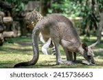 This animal is a kangaroo, this animal comes from Australia and I photographed it with a Sony A7 Mark II camera, Tamron 28-200mm F 2.8 lens