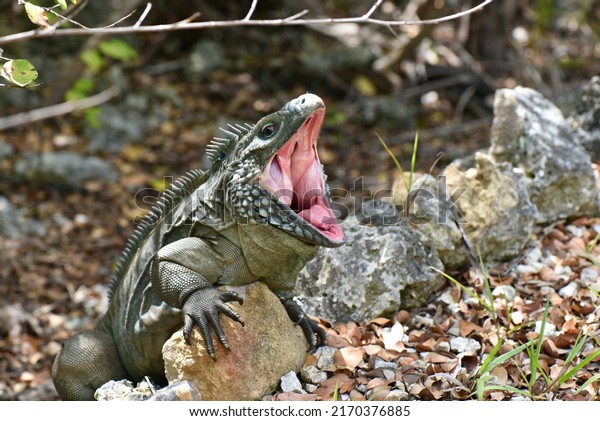This animal was originally called\
the Grand Cayman rock iguana, or Grand Cayman blue rock iguana.\
Iguana posing on a rock with open mouth at the botanical\
garden.