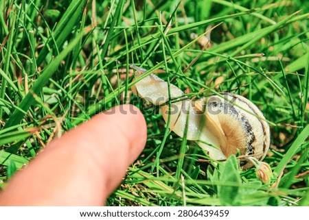 This appears to be a common garden snail (Cornu aspersum) featuring a light-colored shell with darker brown bands.The snail is shown crawling through green grass, a typical habitat for this terrestrial mollusc.Snails are well-known terrestrial molluscs often found in gardens, meadows, and woodlands.July 18 2016