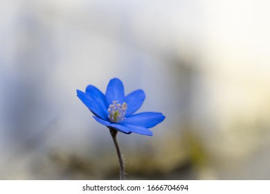 Stockfoto Und Stockbild Portfolio Von Jakob Gerber Shutterstock