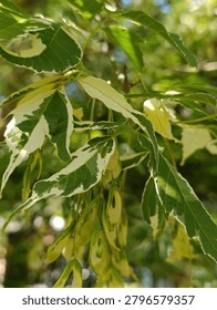 This is an ash maple (Acer negundo Variegatum).  Foliage is green with irregular white or cream border and spots, deciduous tree, large shrub that grows rapidly when young. In autumn, the white parts of the leaves can acquire beautiful yellowish or slightly pink shades.

