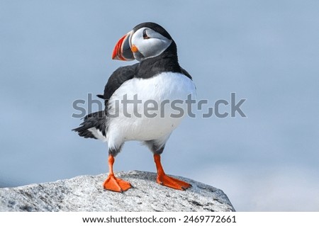 This Atlantic Puffin points in the direction of the Atlantic Ocean with a tail wag in spring at Machias Seal Island.