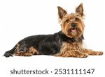 This Australian Silky Terrier relaxes on its side, showcasing its fine, glossy fur and alert yet calm demeanor. The dog