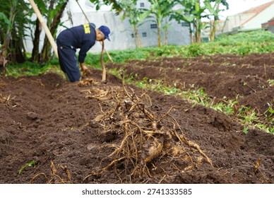This authentic, close-up shot captures the harvesting process of sweet potatoes (or similar root crops) in a fertile garden. The foreground features freshly unearthed tubers resting on rich, dark brown soil, still attached to their leafy vines.
​In the background, a local farmer wearing a blue cap and dark clothing is seen working diligently, hand-picking the crops from the raised soil beds. The setting is a lush backyard farm surrounded by tropical greenery, including banana trees and traditional village houses. The focus on the soil and the harvested roots emphasizes the 