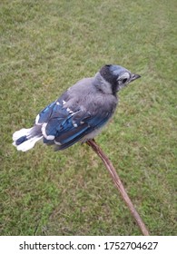 Baby Blue Jay Images Stock Photos Vectors Shutterstock