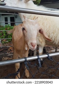 This Baby Goat Is Very Naughty And Stubborn.