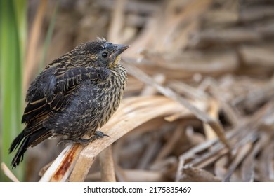 This baby red winged blackbird is perched on a cattail, waiting for one of its parents to bring it some food.   - Shutterstock ID 2175835469