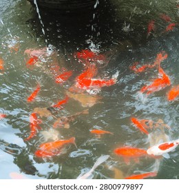 This background captures a tranquil koi pond filled with vibrant orange, red, white, and patterned koi fish swimming near the surface. Water splashes down from above, creating ripples, bubbles, and soft reflections that distort the fish shapes into a painterly effect. The water has a natural greenish tint with light reflecting off the surface, adding depth and movement. Some koi display bold red and white markings, while others are solid orange or calico, creating a lively mix of colors against the dark pond base. The dynamic motion of the water and the graceful swimming fish give the scene a peaceful yet energetic feel. Perfect for zen garden, aquarium, nature, meditation, wellness, Asian garden, or water-themed designs that need organic movement and calming visual flow.
