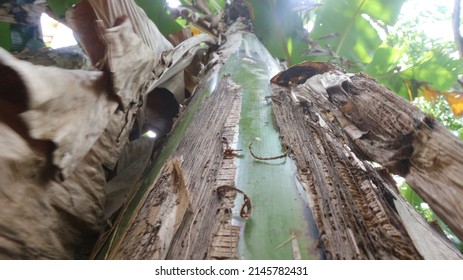 hard plant stem bark