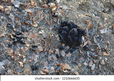 Bear Poop Pics