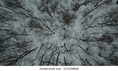 This Is A Beautiful Ariel  Picture Of Trees In The Winter Without Leaves! 