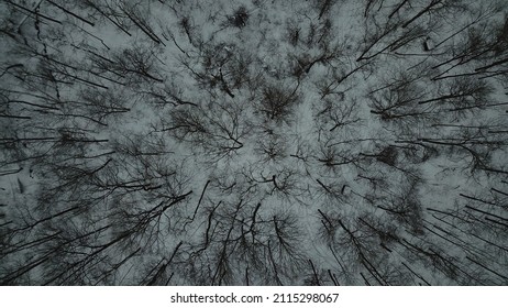 This Is A Beautiful Ariel  Picture Of Trees In The Winter Without Leaves! 