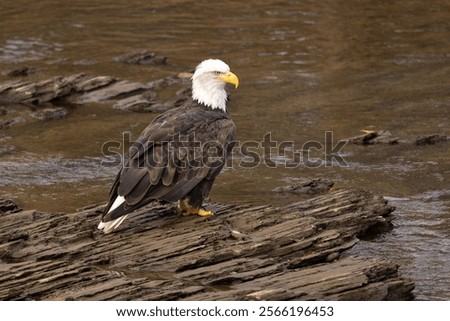 This beautiful Bald Eagle is the symbol of strength and freedom in America. He is perched on rocks in a river near Smoky Mountains National Park. 