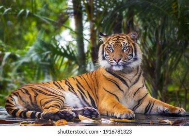 This beautiful Bengal tiger is looking relaxed and sitting like an innocent cat. Although they can be quite aggressive and dangerous in the wild. - Powered by Shutterstock