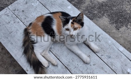 This beautiful calico cat is so pitiful, it has a wound on its face.