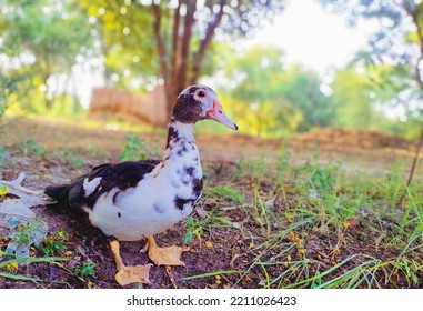 This Is A Beautiful Domestic Duck.