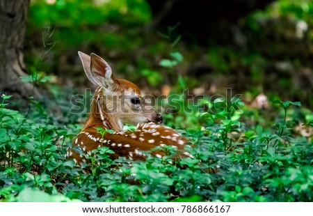 This beautiful fawn was resting in the tall grass and plants. His long ears reminded me of Bambi.