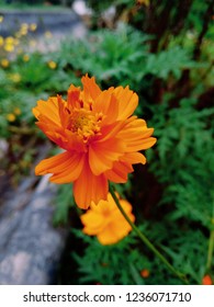 flower wallpaper hd images