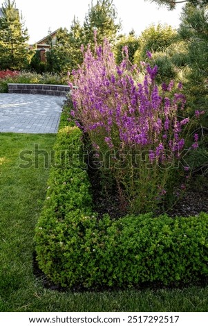 This beautiful garden features an array of vibrant purple flowers beautifully complemented by lush green bushes, creating a stunning natural landscape that is pleasing to the eye and inviting