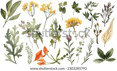 This is a beautiful hand-drawn watercolor set of herbs, wildflowers, and spices that captures the delicate and intricate details of each plant. The watercolor medium gives each image a soft and natura
