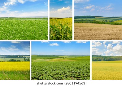 This beautiful horizontal collage features six scenic agricultural landscapes with green fields under a blue sky. Each bright panel displays rolling country hills and diverse farm crops with ample copy space.