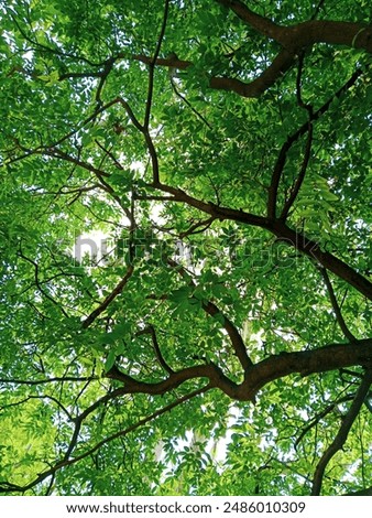 This beautiful image is about the view from buttom to top of a beautiful tree and peaceful vibes is coming 