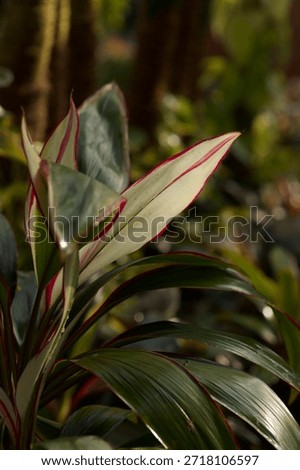 This is the beautiful image of multi colour leaf . Shine is natrual with sun light and shadows . Sometimes it's fun to sit and look at these beautiful leaves. This image can be use for colouring up the wall with simple and elegant Fram 