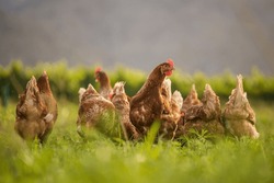This Beautiful Image Showcases Free-range Egg-laying Chickens In Both A Field And A Commercial Chicken Coop. The Photograph Captures The Natural Beauty Of These Birds And Their Living Environment.