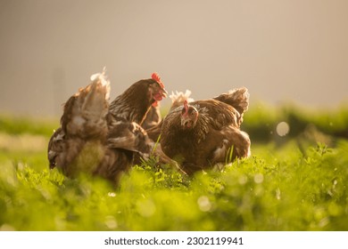 This beautiful image showcases free-range egg-laying chickens in both a field and a commercial chicken coop. The photograph captures the natural beauty of these birds and their living environment.