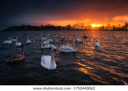 Similar – Foto Bild Ledas Schwäne Umwelt Natur