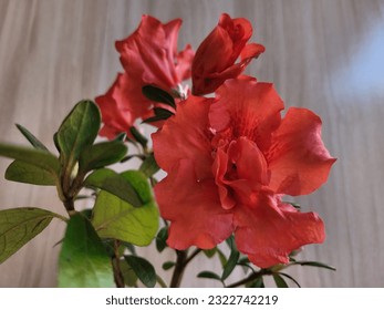 This is a beautiful picture of a flower called Azalea in red color. - Shutterstock ID 2322742219