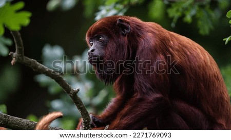This beautiful portrait captures the elegance and poise of a red titi monkey in its natural habitat. With its stunning red fur and expressive face, this primate is a true marvel of the rainforest.