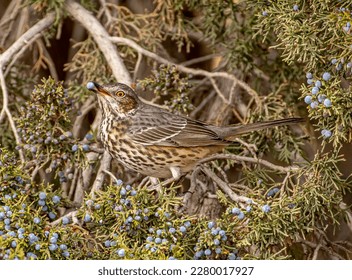 This beautiful Sage Thrasher is taking advantage of an abundance of Juniper berries in its southward migration along the front range in Colorado.