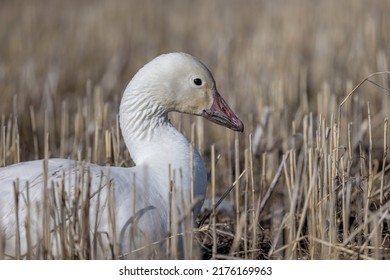 This beautiful snow goose is resting in the stubble of a farm field on the prairies during spring migration.  Normally in flocks, this one is on its own due to is suffering from avian flu.